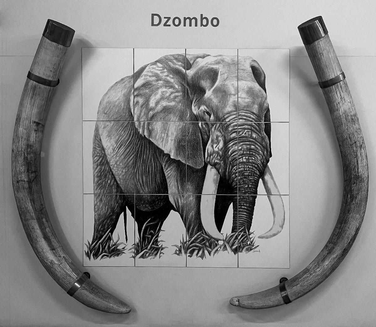 dzombo-tusks-bw